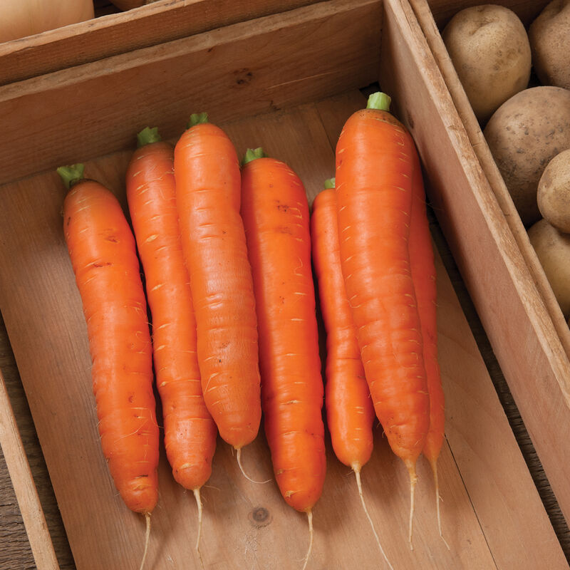 Bolero(F1) Carrot Seed