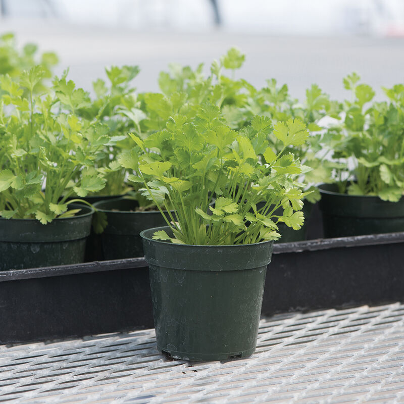 Santo Organic Cilantro/Coriander Seed