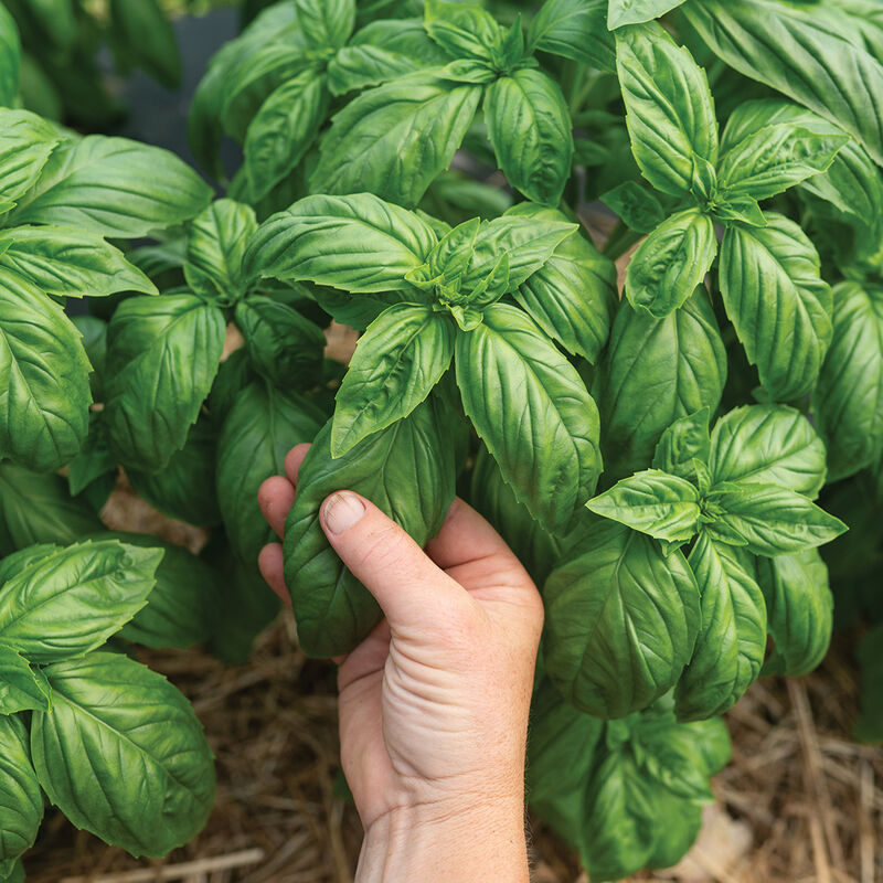 Mia Prospera® Active DMR Organic Pelleted Basil Seed