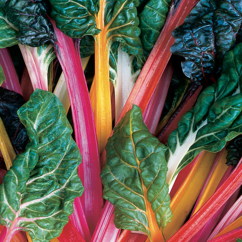 Bright Lights Swiss Chard Seed