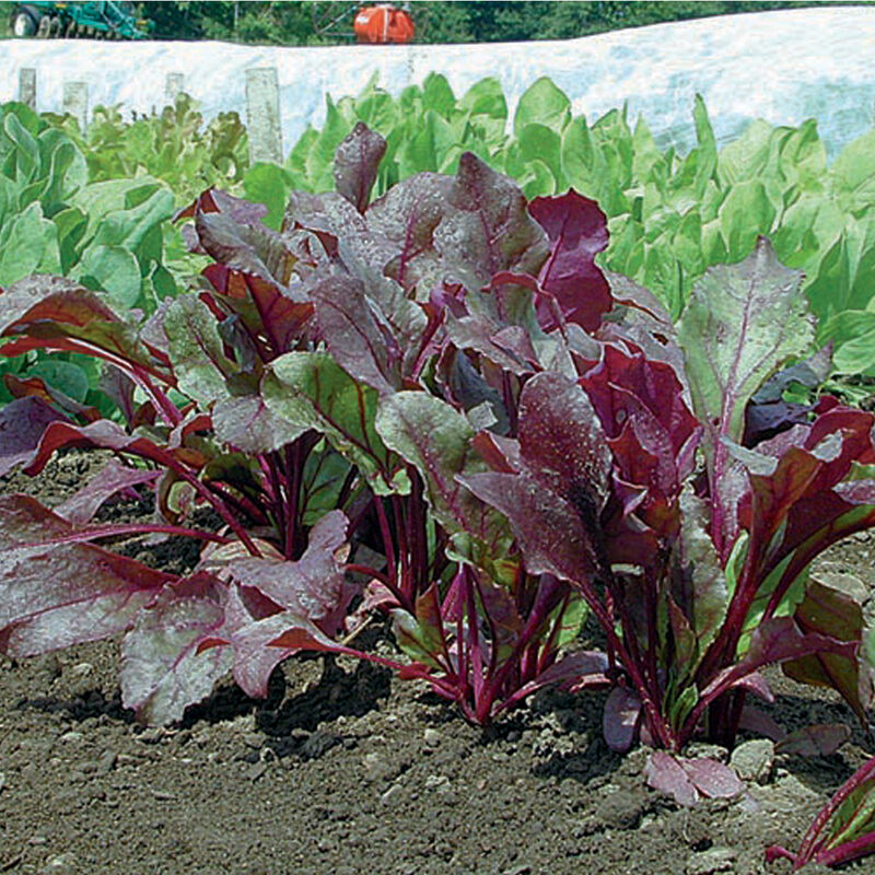 Bull's Blood Beet