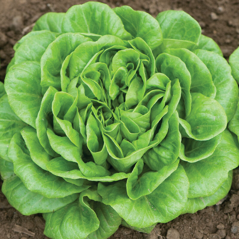 Green Butter Salanova®