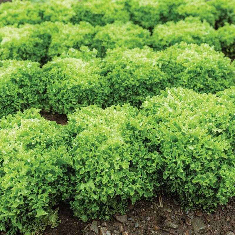 Green Incised Salanova®