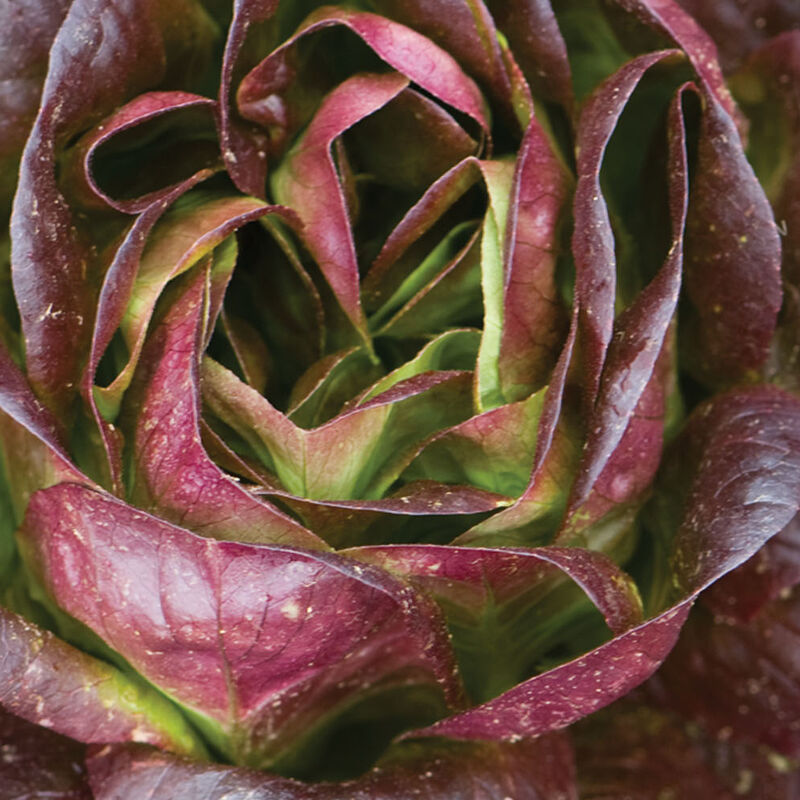 Red Butter Salanova®